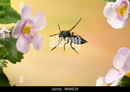 Leaf-cutting cuckoo bee (Coelioxys inermis), female, flying on a pink flower, Germany, Europe Stock Photo