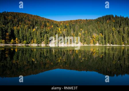 Forest, trees reflected in blue water in autumn, Lac Vert, near Soultzeren, Département Haut-Rhin, Vosges, France, Europe Stock Photo