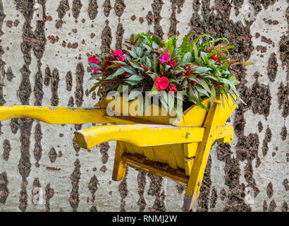 yellow wheelbarrow with flowering plants, in the background a light bark Stock Photo