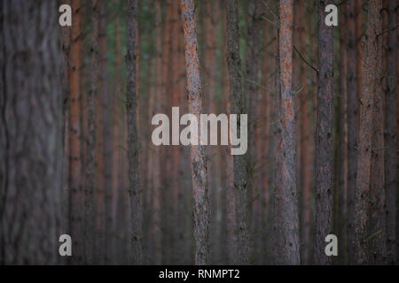 Pine forest. Small depth of field Stock Photo