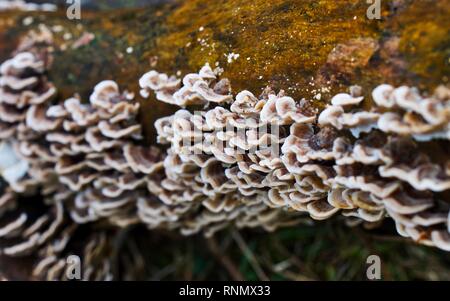 Fungus on a Rotting Tree Stock Photo