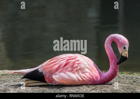 Flamingo lying down resting on the ground Stock Photo