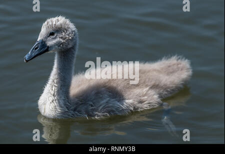 Close up of a cygnet swimming on its own on the lake Stock Photo
