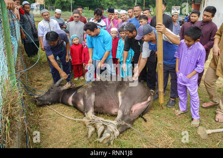 Kiulu Sabah Malaysia - Sep 24, 2015 : A group of  Malaysian Muslims preparing to slaughter a buffalo during Eid Al-Adha Al Mubarak, the Feast of Sacri Stock Photo