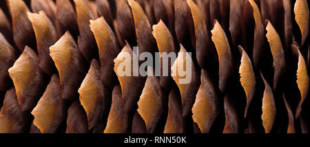 Dry spruce cone on the blue background. Close up picture. Stock Photo