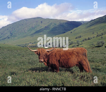Scotland. Agriculture. Highland cattle. Side view of Highland cow feeding on fresh grass in glen. Stock Photo