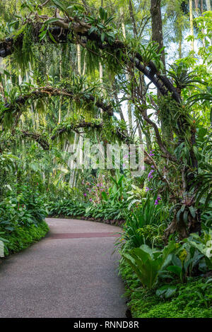 Singapore Botanic Garden, Bromeliads in National Orchid Garden. Stock Photo