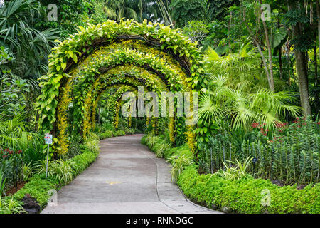 Singapore Botanic Garden, Golden Shower Arches in National Orchid Garden. Stock Photo