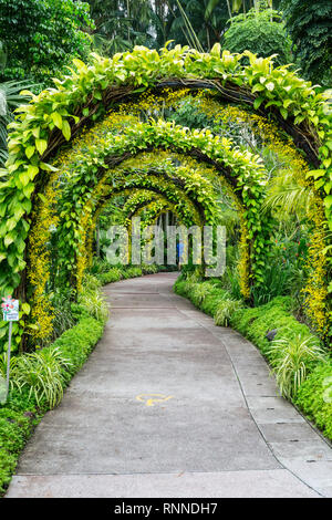 Singapore Botanic Garden, Golden Shower Arches in National Orchid Garden. Stock Photo