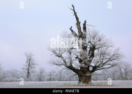 650 years old Solitäreiche with hoar frost in winter, Middle Elbe Biosphere Reserve, Dessau-Roßlau, Saxony-Anhalt, Germany Stock Photo