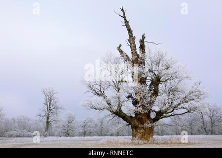650 years old Solitäreiche with hoar frost in winter, Middle Elbe Biosphere Reserve, Dessau-Roßlau, Saxony-Anhalt, Germany Stock Photo