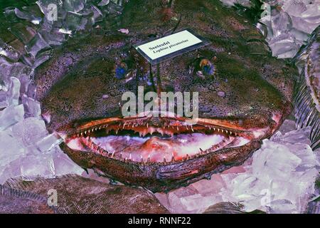 Angler (Lophius piscatorius), in a display, Berlin, Germany Stock Photo