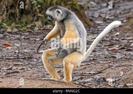 Diademed Sifakasor aka diademed simpona, Propithecus diadema, a lemur, about to land, Lemur Island, Mantandia National Park, Madagascar Stock Photo