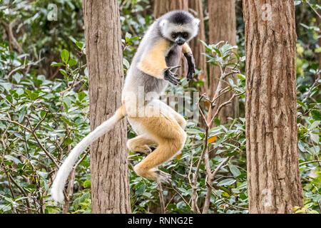 Diademed Sifakasor aka diademed simpona, Propithecus diadema, a lemur,leaping, Lemur Island, Mantandia National Park, Madagascar Stock Photo