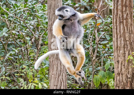 Diademed Sifakasor aka diademed simpona, Propithecus diadema, a lemur,leaping, Lemur Island, Mantandia National Park, Madagascar Stock Photo