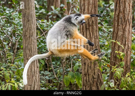 Diademed Sifakasor aka diademed simpona, Propithecus diadema, a lemur, about to land on a tree, Lemur Island, Mantandia National Park, Madagascar Stock Photo