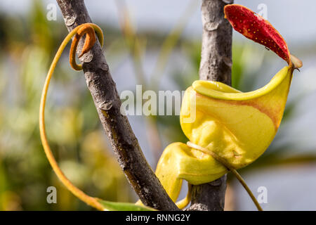 Pitcher plants, Nepenthes madagascariensis, near Lake Ampitabe Madagascar. Native to Madagascar, Carnivorous with pitfall traps.Lid contains nectar Stock Photo