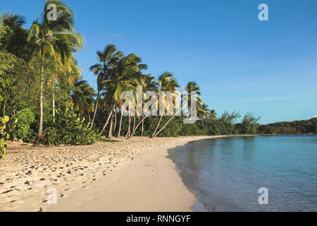 Grande Anses des Salines Beach on Martinique Stock Photo