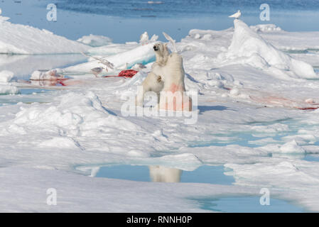 Two young wild polar bear cubs playing on pack ice in Arctic sea, north of Svalbard Stock Photo