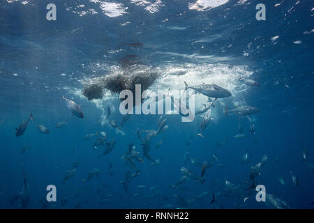 bait ball of schooling anchovies under attack by striped bonito ( small tuna ), Sarda orientalis; fish scales reflect light, Kei Islands, Indonesia Stock Photo