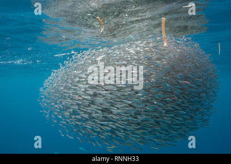 bait ball of schooling anchovies, Encrasicholina punctifer, in current line with floating blades of sea grass, Kei Islands, Indonesia, Banda Sea Stock Photo