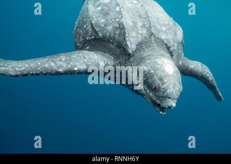 Pacific leatherback sea turtle, Dermochelys coriacea, critically endangered, acorn barnacles on face, flippers, and carapace, Kei Islands, Indonesia Stock Photo