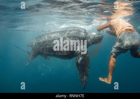 traditional subsistence hunter clubs leatherback sea turtle, Dermochelys coriacea, restrained by two harpoon lines; Kei Islands, Moluccas, Indonesia Stock Photo