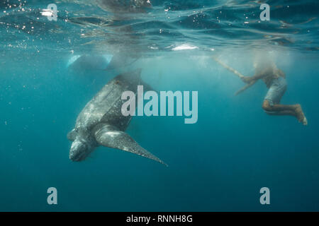 leatherback sea turtle, Dermochelys coriacea, with two harpoon lines, bleeds after being clubbed by traditional subsistence hunter; Kei Is., Indonesia Stock Photo