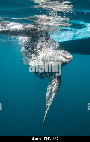 endangered leatherback sea turtle, Dermochelys coriacea, tied to boat of traditional subsistence hunters after being harpooned, Kei islands, Indonesia Stock Photo