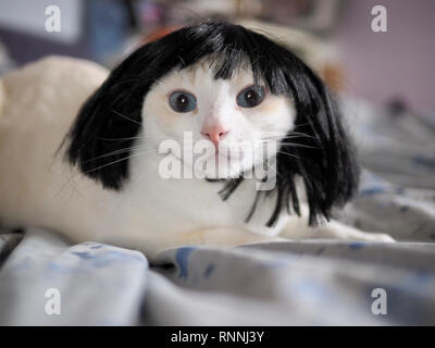 Mitzie the flame point Siamese wearing a black wig Stock Photo