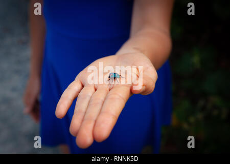 Woman holding a Hibiscus Harlequin Bug on blurred background Stock Photo