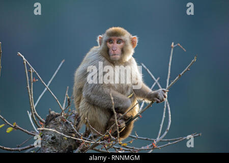 Rhesus Macaque (Macaca mulatta). Juvenile monkey.  Sitting on the top of a tree. A vantage point from which to view the local surroundings. Early morning. January. Himalayan foothills. Northern India. Stock Photo