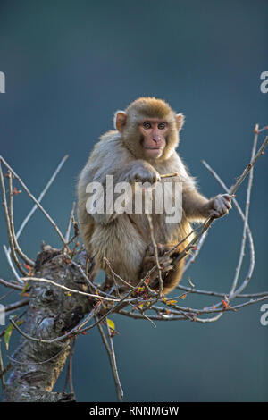 Rhesus Macaque (Macaca mulatta). Juvenile monkey.  Sitting on the top of a tree. A vantage point from which to view the local surroundings. Early morning. January. Himalayan foothills. Northern India. Stock Photo