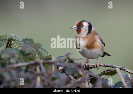 A goldfinch perched on the top of a hedge. It is a profile portrait looking to the left Stock Photo