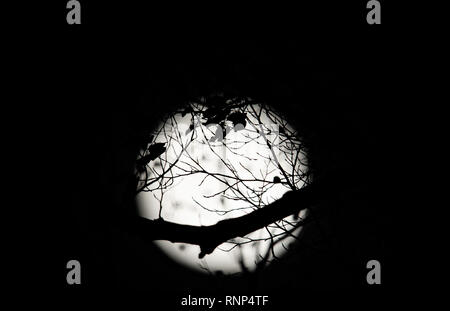 Bielefeld, Germany. 19th Feb, 2019. The Supermond, the largest full moon of the year, can be seen in the sky behind branches and leaves of a tree. Instead of 384,400 kilometres, the distance between the Moon and Earth is only around 356,762 kilometres. Credit: Friso Gentsch/dpa/Ģ����ý Live News Stock Photo