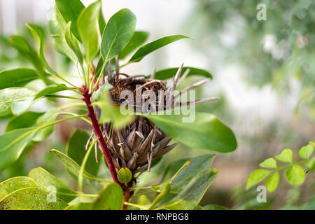 King Protea flower Protea cynaroides dried on plant Stock Photo