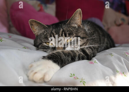 A brown tabby cat lying on a bed with his paw stretched out Stock Photo