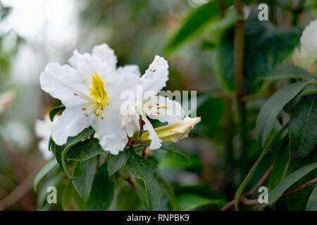 White Rosa sempervirens evergreen rose flower. Stock Photo