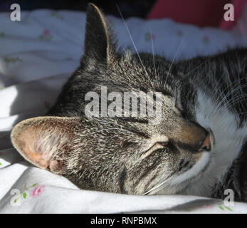 A sleeping Brown Tabby cat lying on a bed Stock Photo