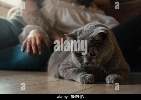 Close-up portrait of British cat lying on floor, a man and a woman in the background Stock Photo