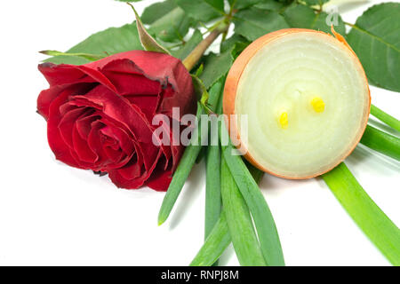 Single fragrant red rose with sliced halved fresh raw brown onion isolated on white with copy space in a different incompatible smells conceptual imag Stock Photo