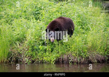 American Black Bear (Ursus americanus), young animal at the water, Pine County, Minnesota, USA Stock Photo