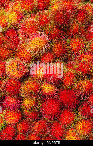 Fresh rambutan fruit bunch on local market in Sri Lanka. The rambutan is a medium-sized tropical tree in the family Sapindaceae. Stock Photo