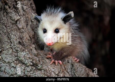 Virginia Opossum (Didelphis virginiana), young animal on tree trunk, vigilant, animal portrait, Pine County, Minnesota, USA Stock Photo