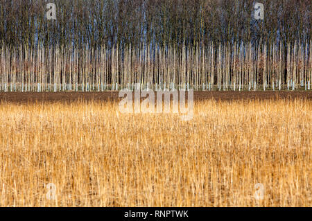 Tree nursery, Germany, Europe Stock Photo