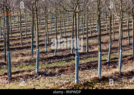 Tree nursery, Germany, Europe Stock Photo