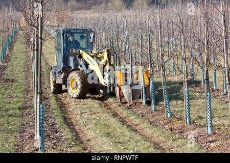 Tree nursery, Germany, Europe Stock Photo