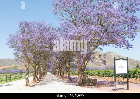 De Wetshof Wine Estate, Robertson Wine Valley,  Route 62, Breede River Valley, Western Cape, South Africa in spring with jacaranda blossom and vineyar Stock Photo