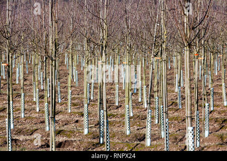 Tree nursery, Germany, Europe Stock Photo