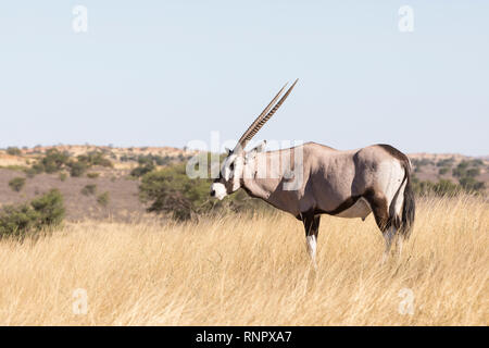 Gemsbok, Oryx gazella, in the Kgalagadi Transfrontier, National Park, Northern Cape, South Africa standing in dry grassland eating  in evening light,  Stock Photo